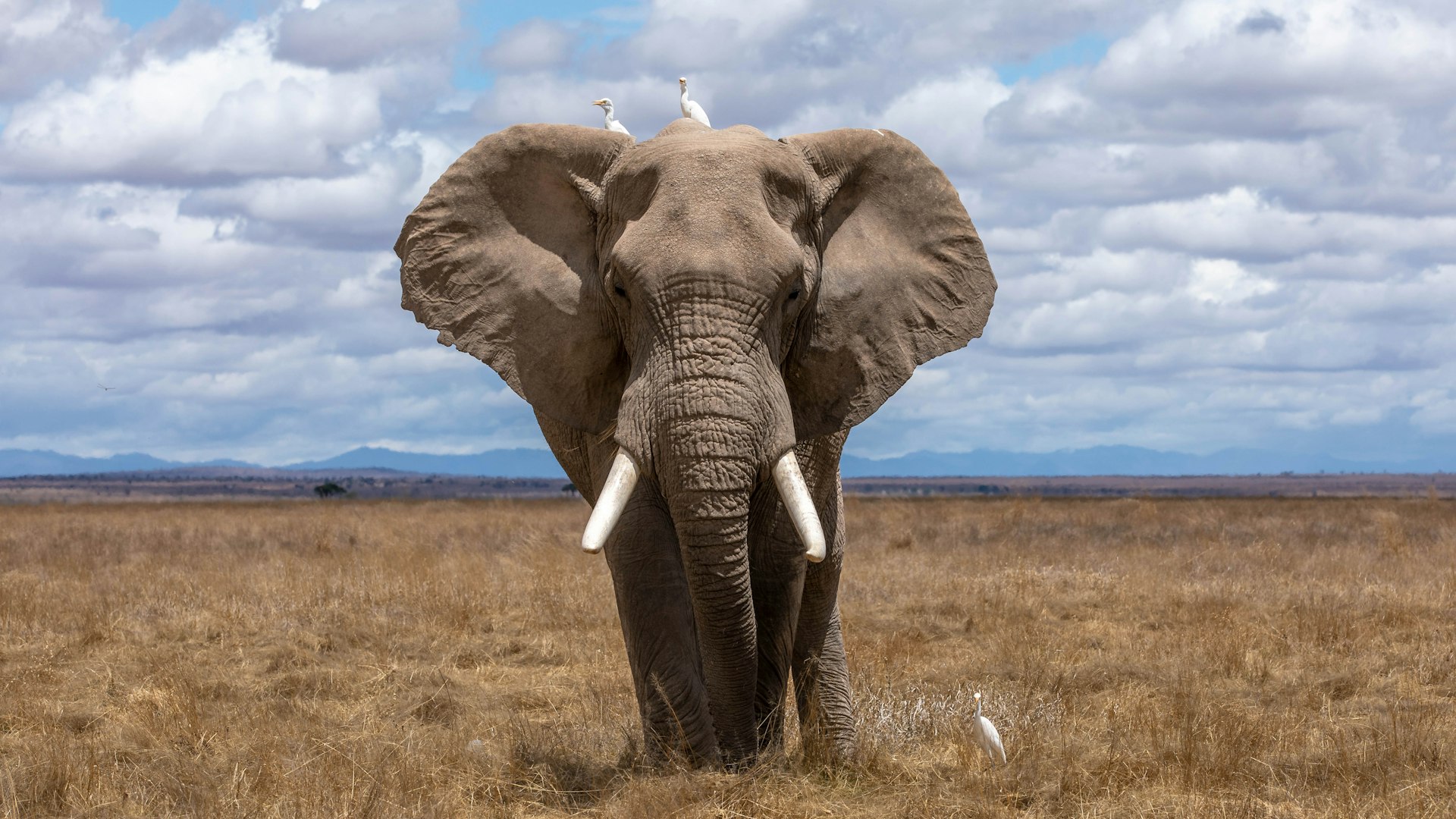 Wildlife Safari